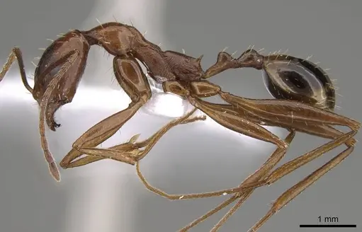 Aphaenogaster equestris specimen CASENT0914408 image casent0914408_3