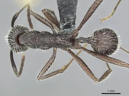 Aphaenogaster espadaleri specimen CASENT0913786 image casent0913786_1