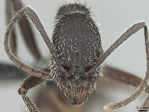 Aphaenogaster espadaleri specimen CASENT0913786 image casent0913786_2