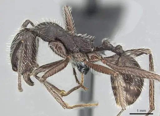 Aphaenogaster espadaleri specimen CASENT0913786 image casent0913786_3