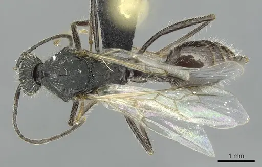 Aphaenogaster espadaleri specimen CASENT0913787 image casent0913787_1