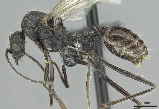 Aphaenogaster espadaleri specimen CASENT0913787 image casent0913787_3