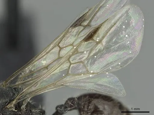 Aphaenogaster espadaleri specimen CASENT0913787 image casent0913787_4