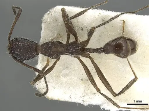 Aphaenogaster espadaleri specimen CASENT0915436 image casent0915436_1