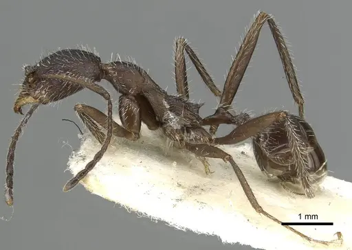 Aphaenogaster espadaleri specimen CASENT0915436 image casent0915436_3