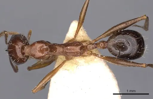 Aphaenogaster fabulosa specimen CASENT0900457 image casent0900457_1