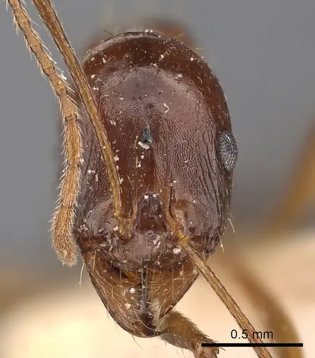 Aphaenogaster fabulosa specimen CASENT0900457 image casent0900457_2