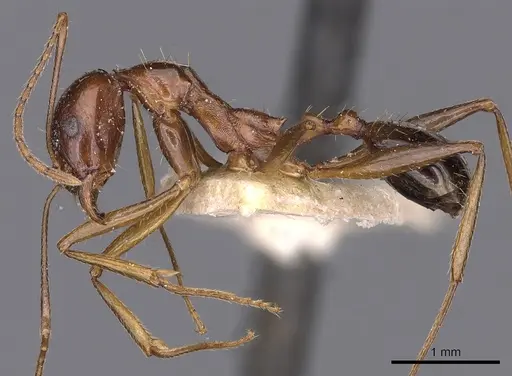 Aphaenogaster fabulosa specimen CASENT0900457 image casent0900457_3