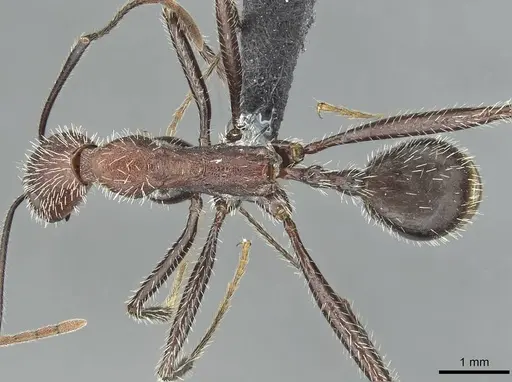 Aphaenogaster fallax specimen CASENT0913788 image casent0913788_1
