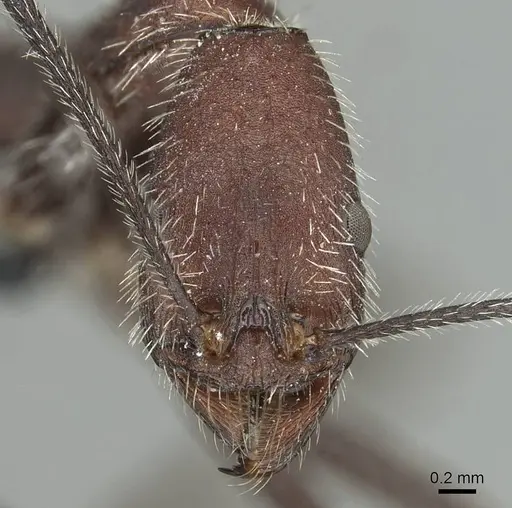 Aphaenogaster fallax specimen CASENT0913788 image casent0913788_2