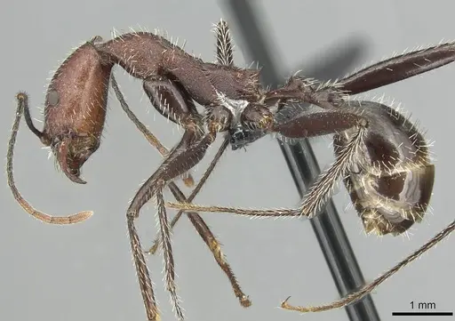 Aphaenogaster fallax specimen CASENT0913788 image casent0913788_3