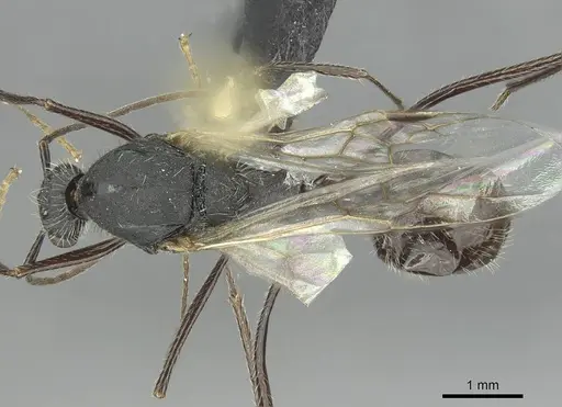 Aphaenogaster fallax specimen CASENT0913789 image casent0913789_1