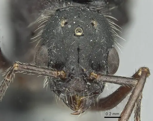 Aphaenogaster fallax specimen CASENT0913789 image casent0913789_2