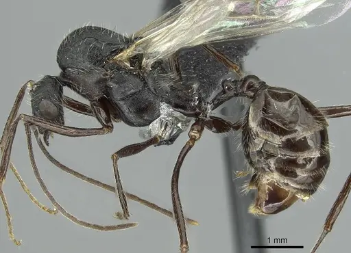 Aphaenogaster fallax specimen CASENT0913789 image casent0913789_3
