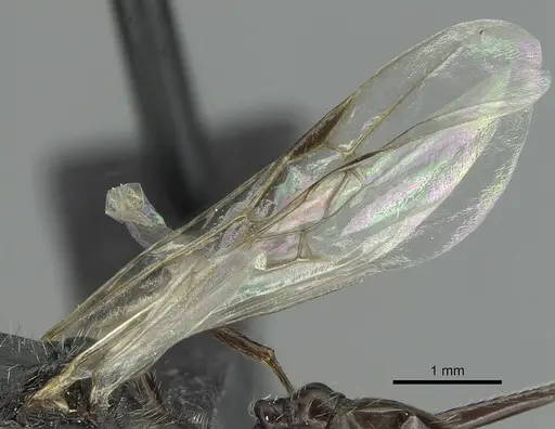 Aphaenogaster fallax specimen CASENT0913789 image casent0913789_4