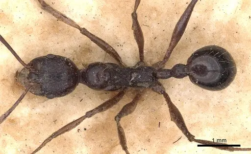Aphaenogaster famelica specimen CASENT0900455 image casent0900455_1