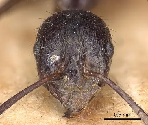 Aphaenogaster famelica specimen CASENT0900455 image casent0900455_2
