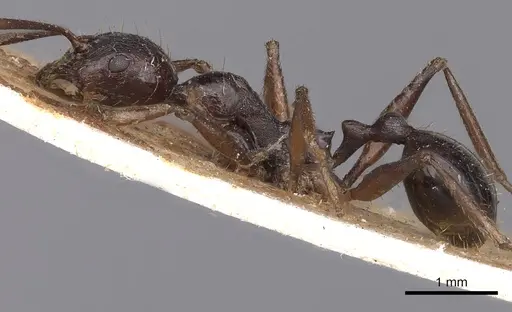 Aphaenogaster famelica specimen CASENT0900455 image casent0900455_3