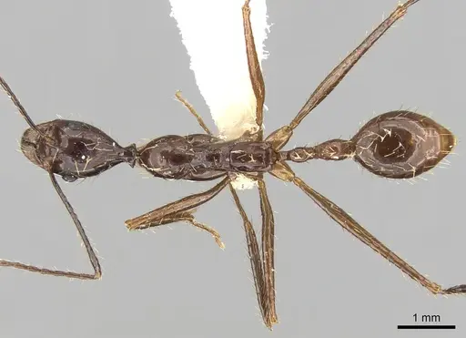Aphaenogaster feae specimen CASENT0280950 image casent0280950_1