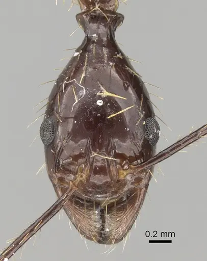 Aphaenogaster feae specimen CASENT0280950 image casent0280950_2