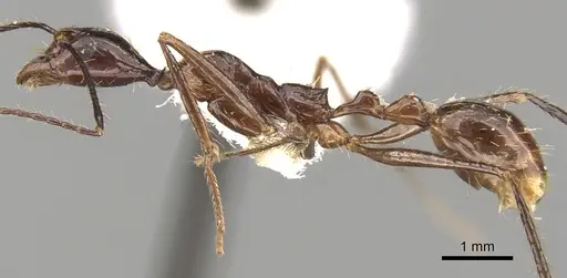 Aphaenogaster feae specimen CASENT0280950 image casent0280950_3