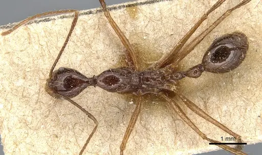 Aphaenogaster feae specimen CASENT0904185 image casent0904185_1