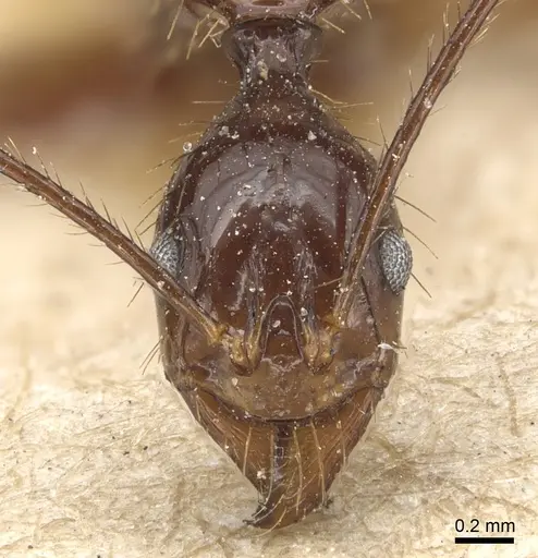 Aphaenogaster feae specimen CASENT0904185 image casent0904185_2