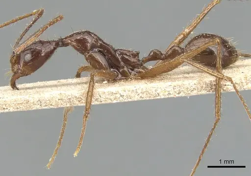 Aphaenogaster feae specimen CASENT0904185 image casent0904185_3