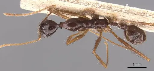 Aphaenogaster feae specimen CASENT0905773 image casent0905773_1
