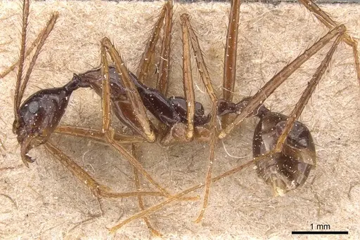 Aphaenogaster feae specimen CASENT0905773 image casent0905773_3
