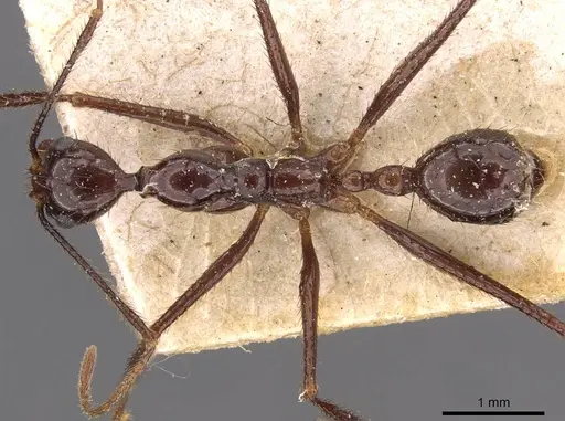 Aphaenogaster feae specimen CASENT0907707 image casent0907707_1