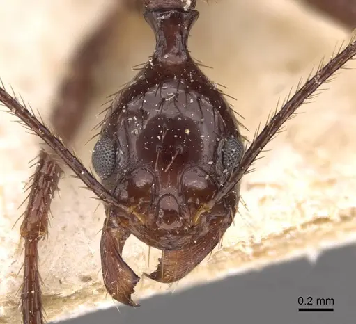 Aphaenogaster feae specimen CASENT0907707 image casent0907707_2