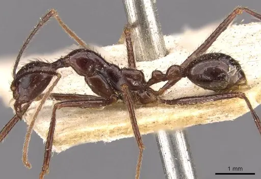 Aphaenogaster feae specimen CASENT0907707 image casent0907707_3