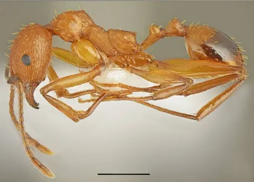 Aphaenogaster festae specimen CASENT0763854 image casent0763854_1