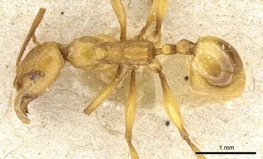 Aphaenogaster festae specimen CASENT0904169 image casent0904169_1