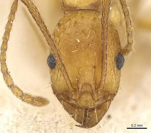 Aphaenogaster festae specimen CASENT0904169 image casent0904169_2