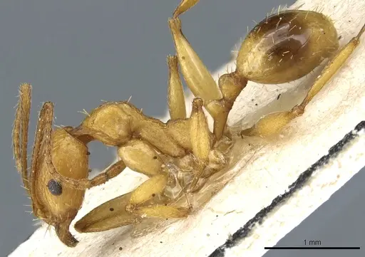 Aphaenogaster festae specimen CASENT0904169 image casent0904169_3