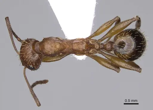 Aphaenogaster festae specimen CASENT0914234 image casent0914234_1