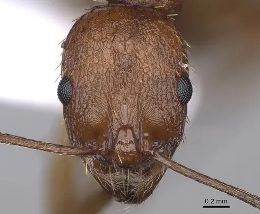 Aphaenogaster festae specimen CASENT0914234 image casent0914234_2