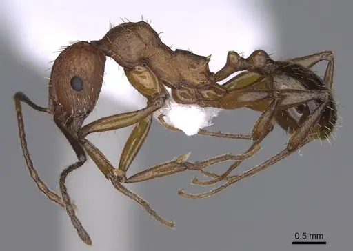 Aphaenogaster festae specimen CASENT0914234 image casent0914234_3