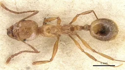 Aphaenogaster fiorii specimen CASENT0904175 image casent0904175_1