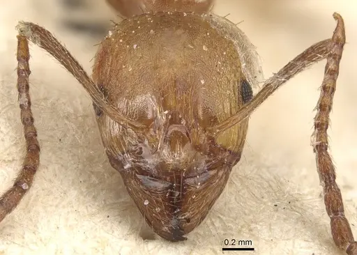 Aphaenogaster fiorii specimen CASENT0904175 image casent0904175_2