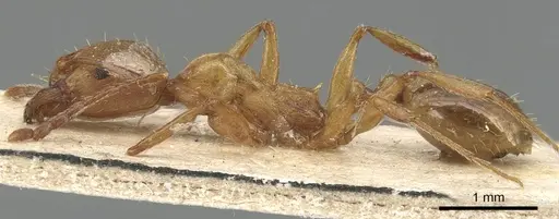 Aphaenogaster fiorii specimen CASENT0904175 image casent0904175_3