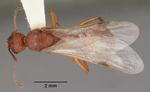 Aphaenogaster flemingi specimen CASENT0103575 image casent0103575_1