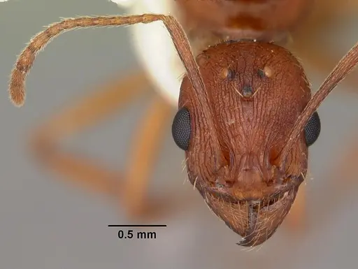 Aphaenogaster flemingi specimen CASENT0103575 image casent0103575_2