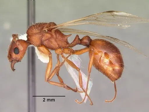Aphaenogaster flemingi specimen CASENT0103575 image casent0103575_3