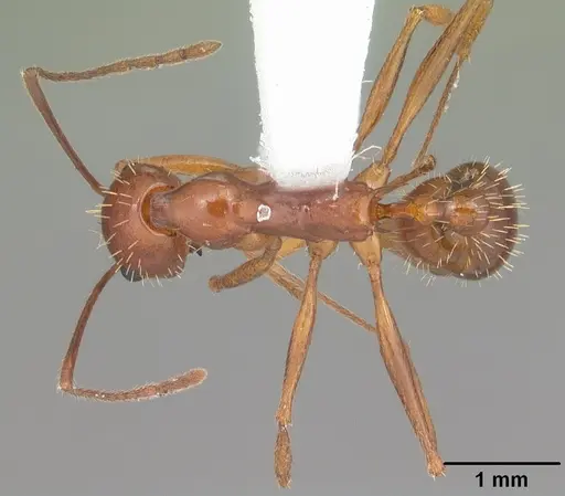 Aphaenogaster flemingi specimen CASENT0103579 image casent0103579_1