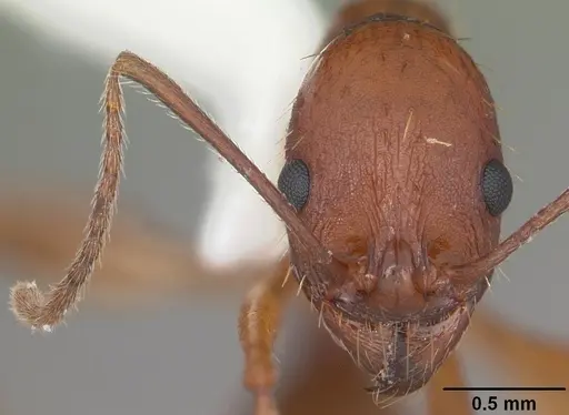 Aphaenogaster flemingi specimen CASENT0103579 image casent0103579_2