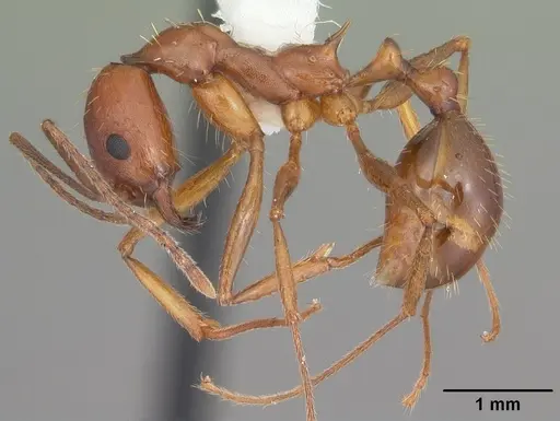 Aphaenogaster flemingi specimen CASENT0103579 image casent0103579_3