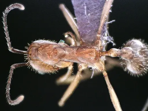 Aphaenogaster floridana specimen ANTWEB1041500 image antweb1041500_1